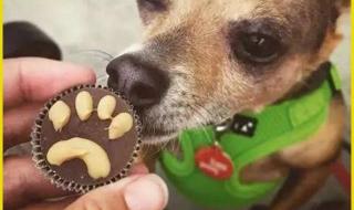 狗能吃巧克力雪糕吗