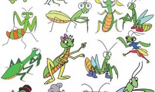 昆虫的分类 昆虫有哪些种类